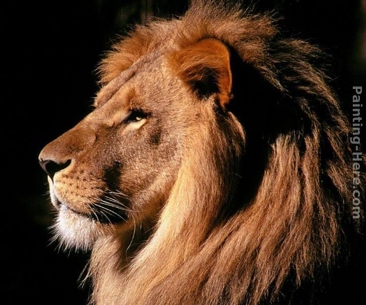 Unknown African Lion
